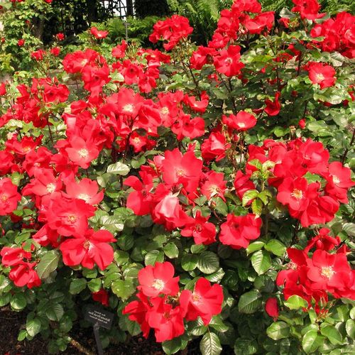 Gärtnerei - Rosa Robusta® - rot - park und strauchrosen - diskret duftend - Reimer Kordes - Wenn wir von diesem Nachkommen der Rosen mit runzeligen Blättern eine Reihe pflanzen, bekommen wir bald eine undurchdringliche Hecke. Ihre hinaufstrebenden Büsche 
